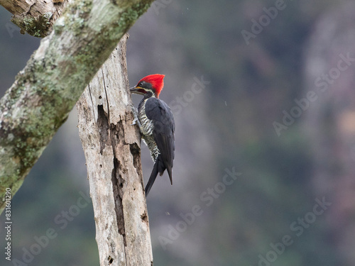 pica-pau-de-banda-branca;  Lineated Woodpecker
Dryocopus lineatus