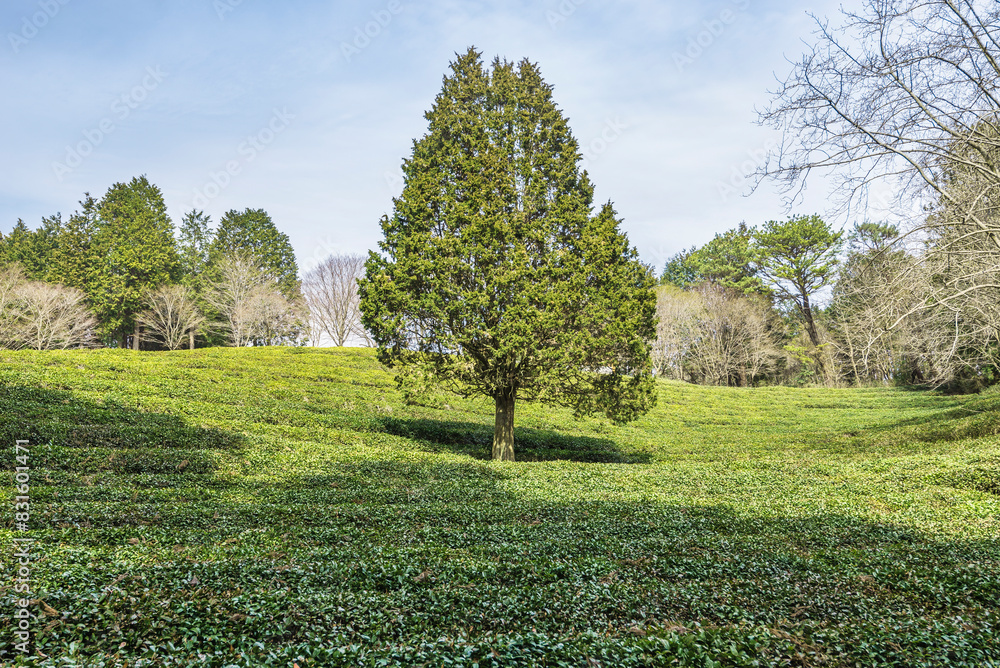Fototapeta premium 한국 전라남도 보성군 녹차밭
