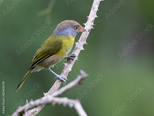 Pitiguari, Cyclarhis gujanensis, Rufous-browed Peppershrike photo