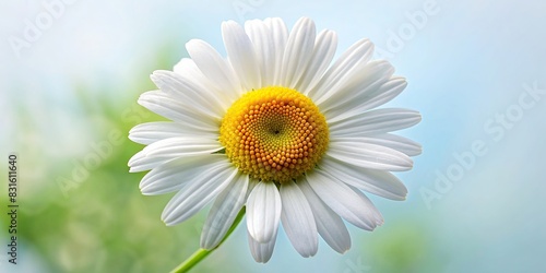 Chamomile flower or White Daisy isolated on background