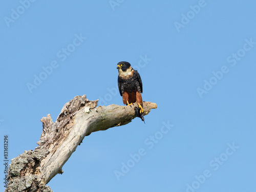cauré,  Bat Falcon, Falco rufigularis, animal, falcon, bird