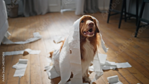 Dog have fun toilet paper in apartment close up. Playful pet wrapped in napkins