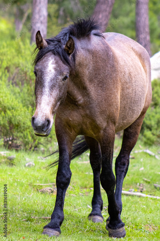 Fototapeta premium Caballos salvajes 