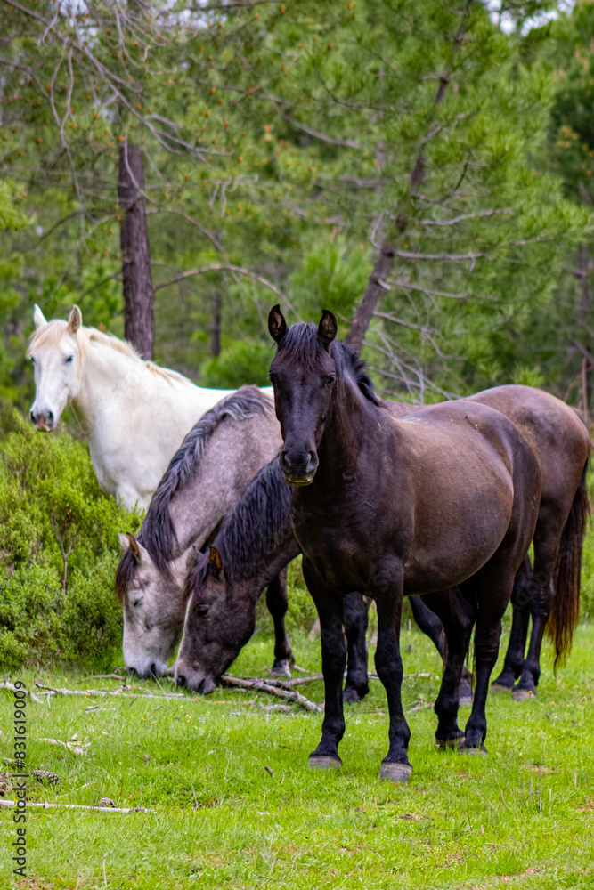 Obraz premium Caballos salvajes