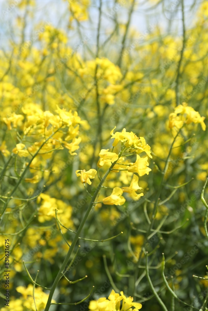 Beautiful rapeseed flowers blooming outdoors, closeup view Beautiful rapeseed flowers blooming outdoors, closeup view