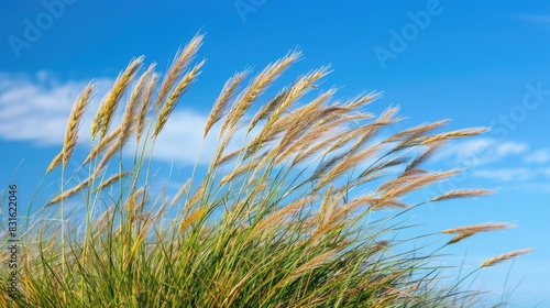 Heap of mature wheat grass isolated in a field with a blue sky background providing room for copy