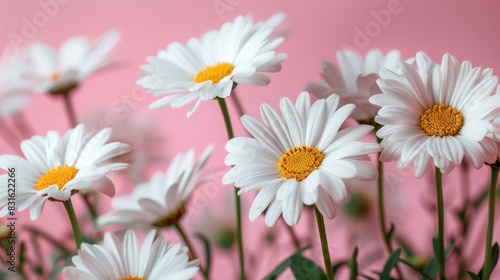 White Daisy and Chamomile Flowers on Pale Pink Background  Minimalistic Lifestyle Concept for Summer and Spring with Copy Space  Flat Lay Top View