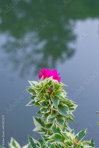 Paper Flower (Bougainvillea spectabilis Nytaginaceae,  bougenville varigata) Ornamental plant and alternative ingredient for herbal medicine photo