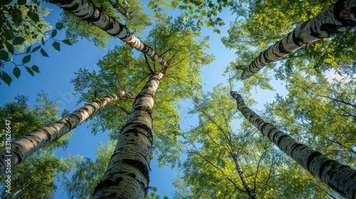 Tall trees in summer with branches covered in leaves stretching towards the sky