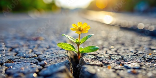 Close-up shot of a small flower breaking through the asphalt, symbolizing hope and rebirth