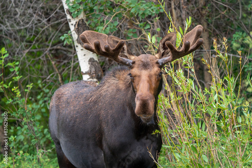 bull moose eating leaves head shot Jackson Hole Wyoming