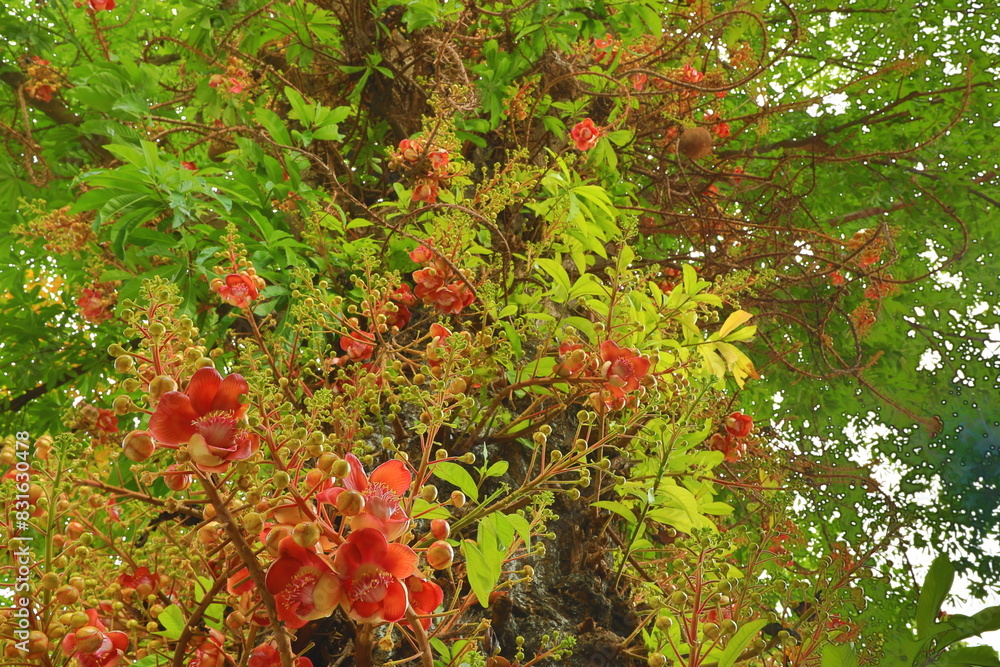 Cannonball tree (Couroupita Guianensis)
One tree can hold as many flowers and are strongly scented,
with the petals ranging from shades of pink and red near the bases to yellowish toward the tips. Cannonball tree (Couroupita Guianensis)
One tree can hold as many flowers and are strongly scented,
with the petals ranging from shades of pink and red near the bases to yellowish toward the tips.