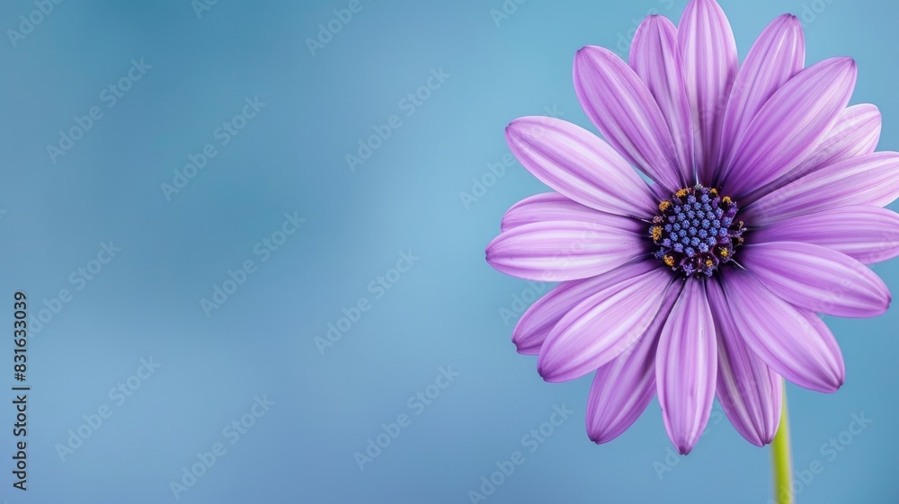 Purple daisy flower with blue background