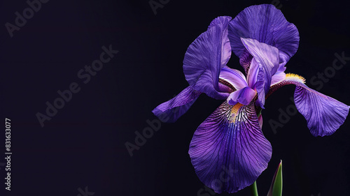 Wallpaper Mural Close-up of vibrant purple iris flower against dark background Torontodigital.ca
