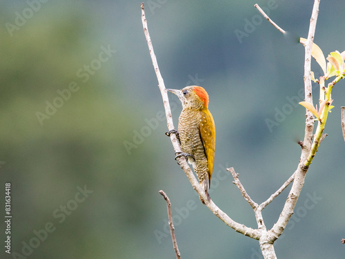 Pica-pau-pequeno, Veniliornis passerinus, Little Woodpecker photo