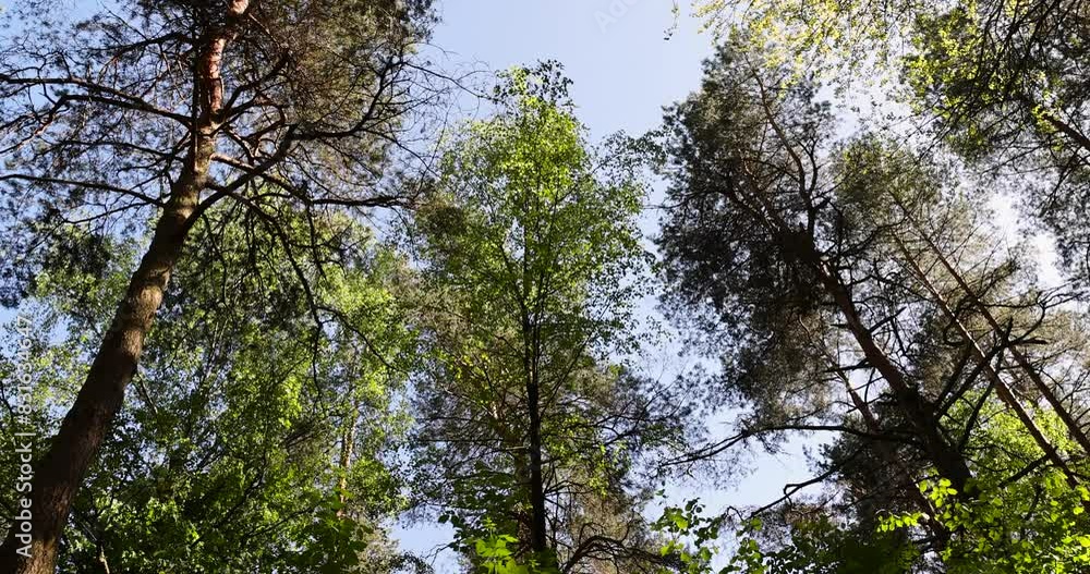 pine forest with tall trees against a blue sky background, spring forest with pines and other trees pine forest with tall trees against a blue sky background, spring forest with pines and other trees