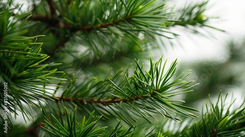 Close-up of lush green pine tree branches with needles. Nature  forestry  and fresh foliage in a serene outdoor environment.