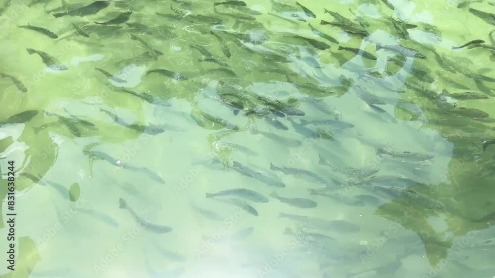 Brook trouts and rainbow trouts in a pond in a fish farm Brook trouts and rainbow trouts in a pond in a fish farm