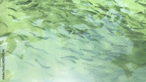 Brook trouts and rainbow trouts in a pond in a fish farm
