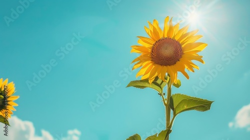 Vibrant sunflower stands tall under bright sun in clear blue sky