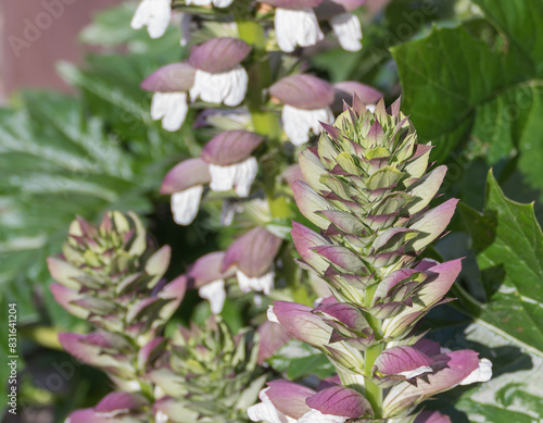 Fotografie Bears breeches plant in bloom with sunlight outdoors Acanthus Mollis