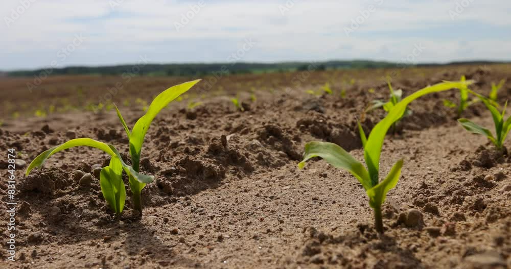 young corn sprouts in a field, a monoculture field with the cultivation of a new crop of corn young corn sprouts in a field, a monoculture field with the cultivation of a new crop of corn