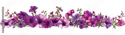 A digital vector illustration of purple petunias  some flowers cascading downward  a rich tapestry of pink flowers  mixed with upright blooms  on a white background.  