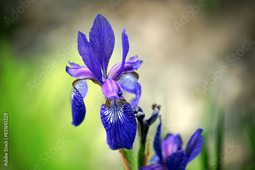 Wallpaper Mural blue lily flower on green bokhen garden spring petal quebec symbol Torontodigital.ca