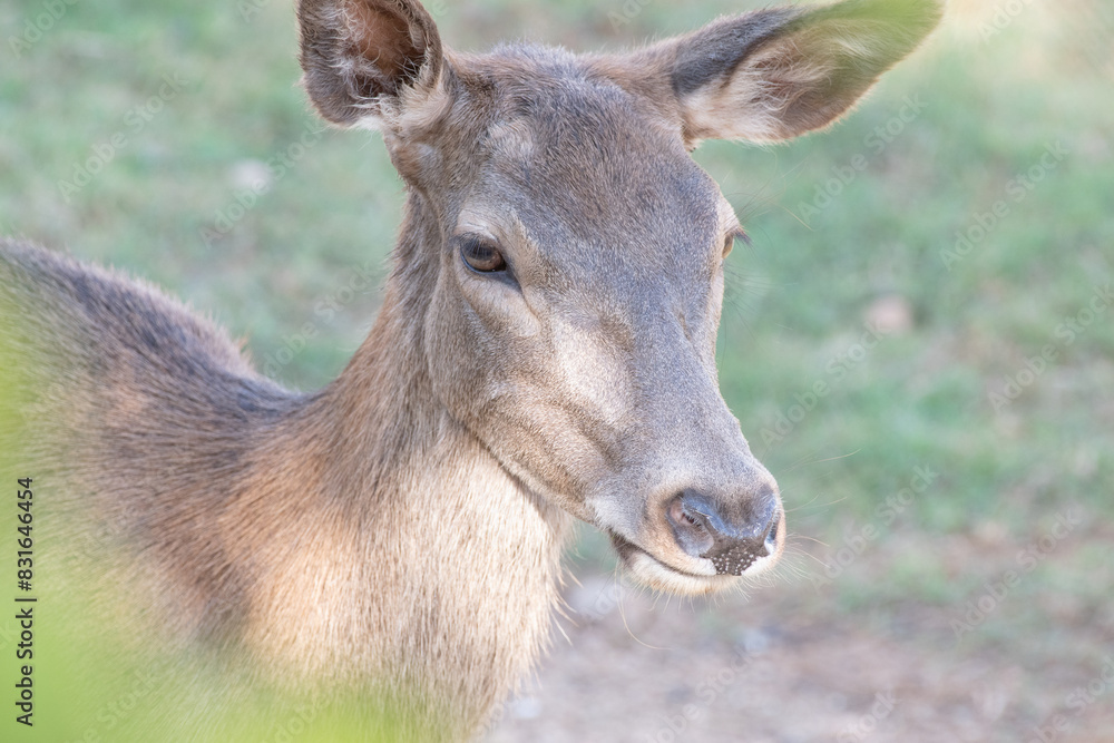 Close-up shot of the face of a beautiful deer peeking through the plants. Close-up shot of the face of a beautiful deer peeking through the plants.