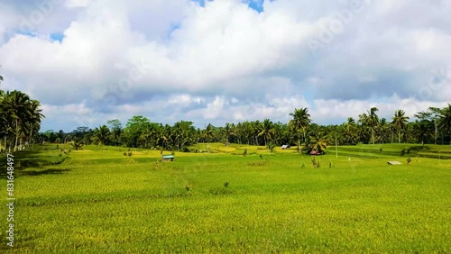 Aerial view of Mancingan rice fileds in Mancingan village, Ubud, Bali, Indonesia