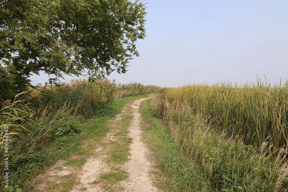 rustic dirt track along the edge of prairie marshes rustic dirt track along the edge of prairie marshes