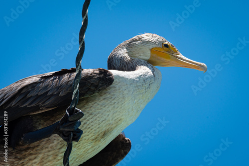 Nannopterum auritum. Close-up shot from below of a juvenile cormorant perched on a cable. Its white breast, black wings and yellow bill are visible. photo