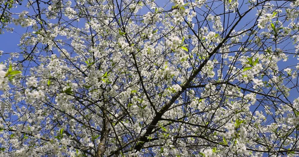 white cherry blossoms during flowering, white flowers on cherry trees in the orchard white cherry blossoms during flowering, white flowers on cherry trees in the orchard