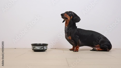 Pet sits near dog bowl asking for food against white wall. Dachshund patiently waits casting pleading look creating heartwarming scene at home photo