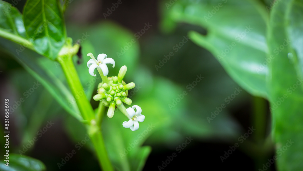 Morinda citrifolia L. flowers are white with green leaves. Morinda citrifolia L. flowers are white with green leaves.