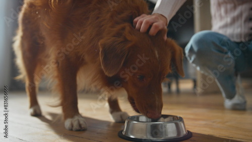 Fotografía Healthy dog eating food from bowl at home close up