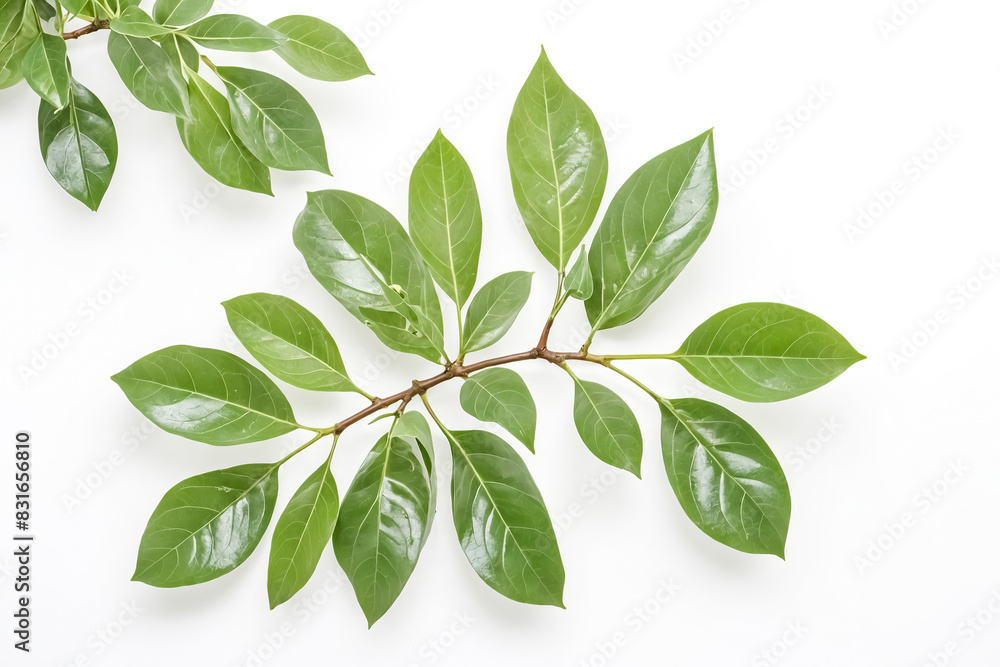 Green leaves on a white background Green leaves on a white background