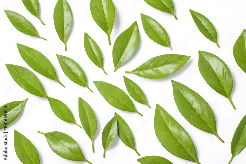 Fototapeta premium Green leaves scattered on white background