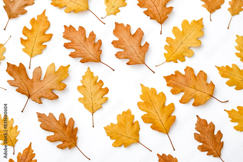 Autumn Leaves on White Background Autumn Leaves on White Background
