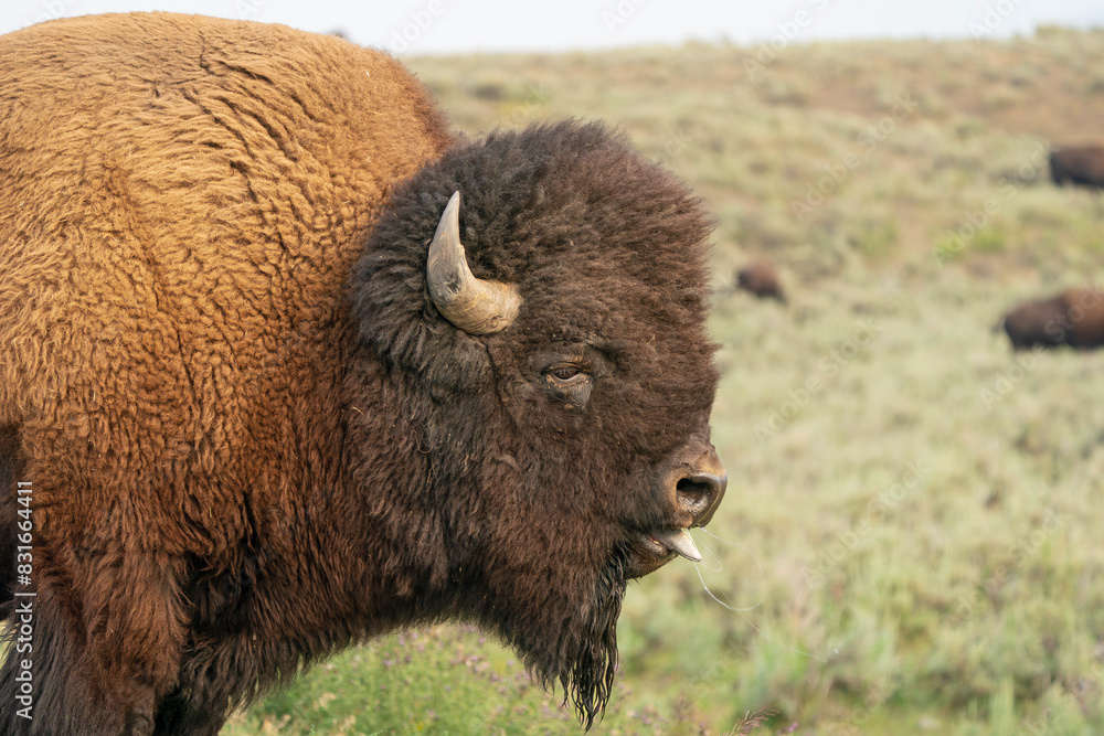 american bison head shot with blue tongue in Yellowstone park american bison head shot with blue tongue in Yellowstone park