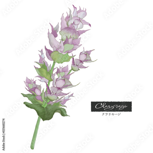 クラリセージ・色鉛筆風イラスト・芳香植物・精油＆アロマ