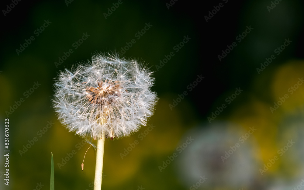 Dandelion head in the sunlight with the blurred background Dandelion head in the sunlight with the blurred background