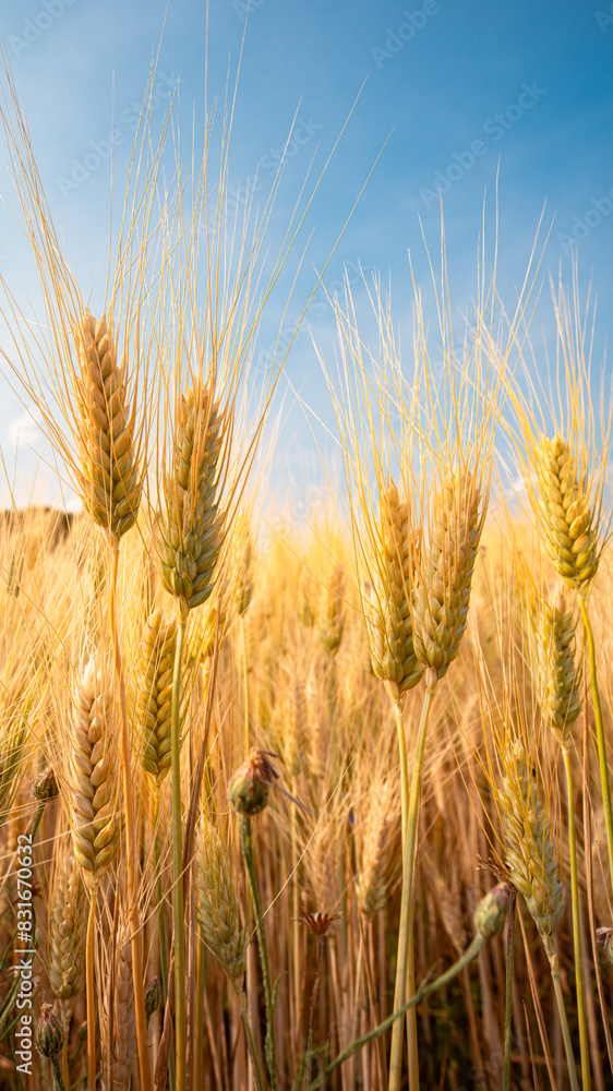 Golden wheat field under the blue sky during the day Golden wheat field under the blue sky during the day