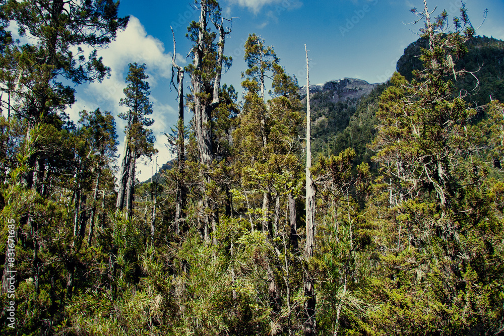 Landscape in the Nahuel Huapi national park. San Carlos de Bariloche, Argentina. Landscape in the Nahuel Huapi national park. San Carlos de Bariloche, Argentina.