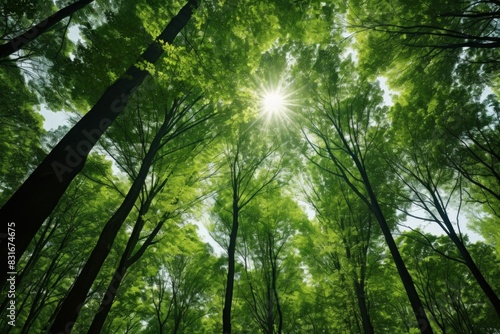 Majestic Green Forest Glow Sunlight Illuminating the Canopy of Tall Trees.