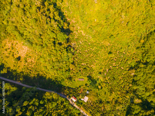 FOTO AEREA DE PLANTACION DE CACAO EN UN BOSQUE PRIMARIO, TINGO MARIA PERU  photo