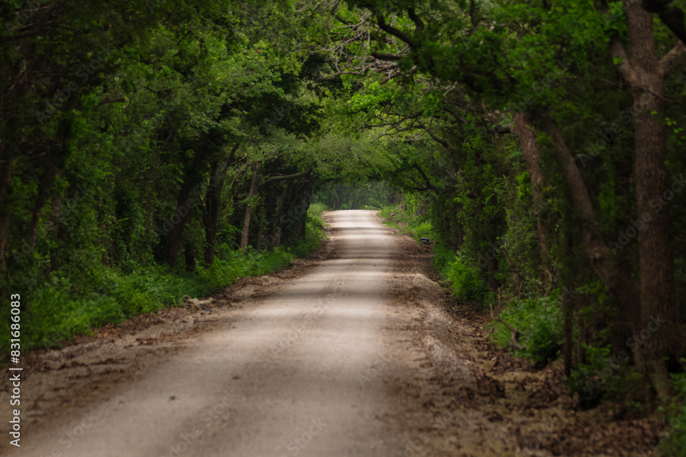 there is a dirt road surrounded by trees and brushy grass there is a dirt road surrounded by trees and brushy grass