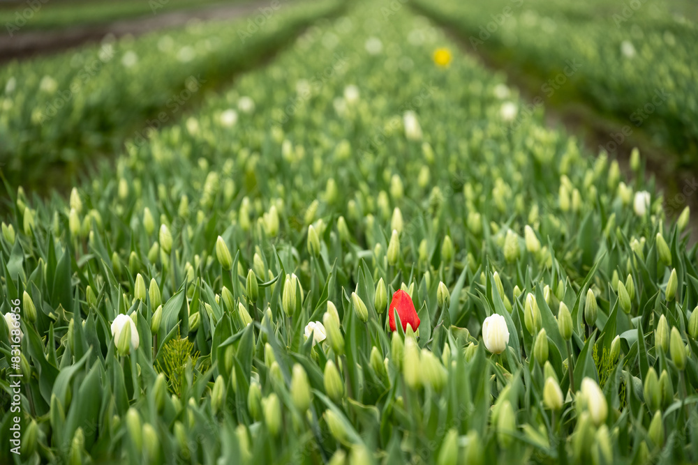 Ταπετσαρία Early season in the tulip fields, white flowers starting to bloom, with one red