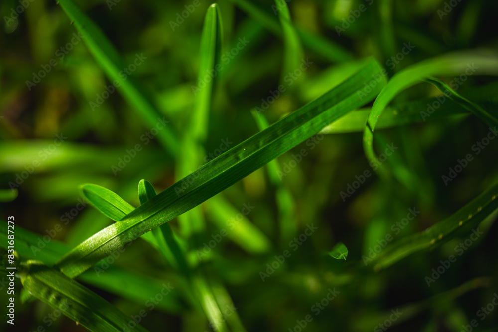 Close Up of Green Grass With Water Drops Close Up of Green Grass With Water Drops