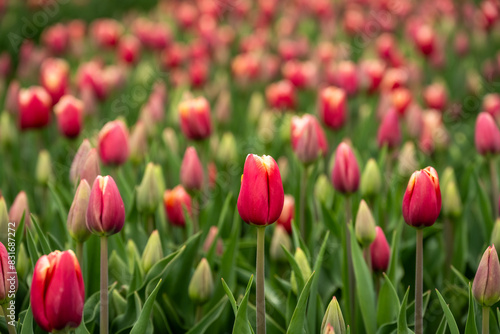 Early season in the tulip fields  red flowers with white edges starting to bloom 